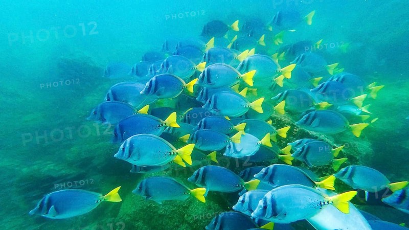 Shoal of yellowtail surgeonfish (Prionurus punctatus), underwater, Galapagos, Ecuador