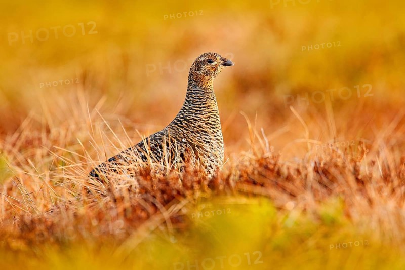 Female of Black grouse on the bog meadow. Tetrao tetrix, in marshland, Sweden. Spring mating season in the nature. Wildlife scene from north Europe. Black bird with red crest, white tail