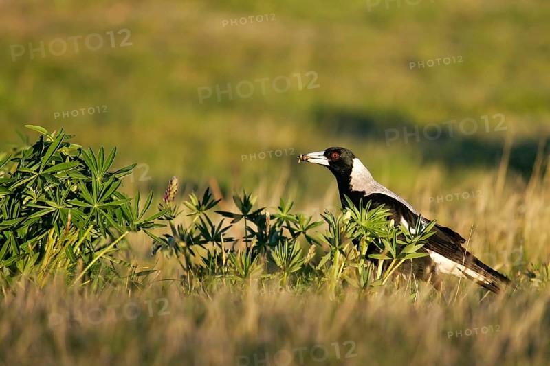 Australian Magpie (Gymnorhina tibicen) foraging, South Island, New Zealand