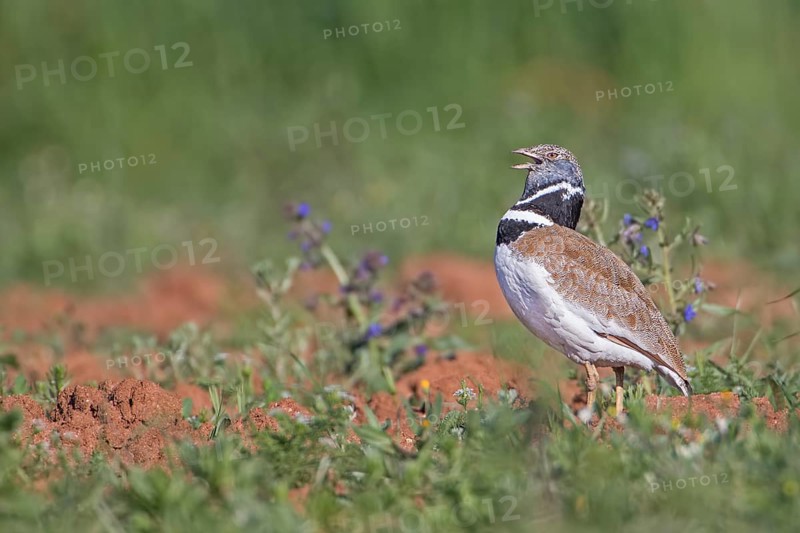 Little Bustard (Tetrax tetrax) male calling, Extremadura, Spain