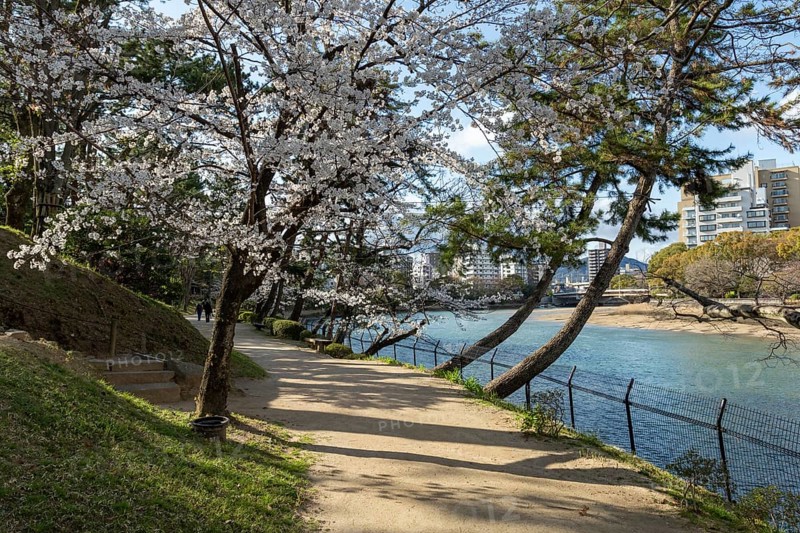 Kyobashi-gawa river and Shukkei-en with blossoming cherry trees, sakura in spring, historical Japanese strolling garden, Japanese garden, green area, tourist attraction, sight, Naka-ku, Hiroshima, Japan