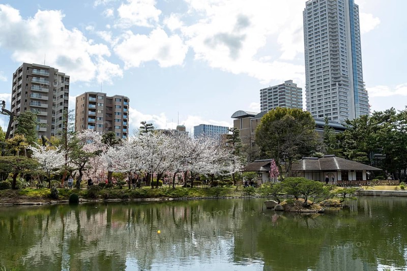 Shukkei-en with blossoming cherry trees, sakura, and Takuei-chi pond in spring, historic Japanese strolling garden, Japanese garden, green area, tourist attraction, sight, Naka-ku, Hiroshima, Japan