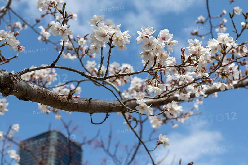 Tourist attraction, sight, close-up, branch with blossoms in front of blue sky, blossoming cherry trees, Sakura in Hiroshima, Japan