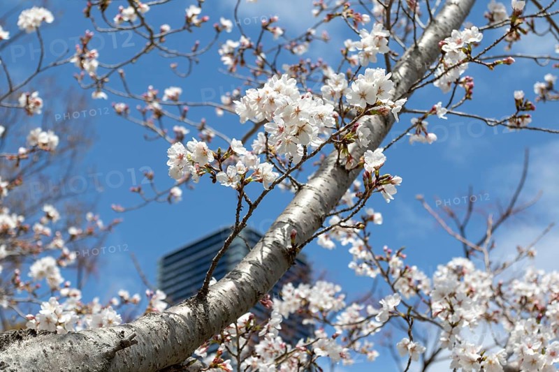 Tourist attraction, sight, close-up, branch with blossoms in front of blue sky, blossoming cherry trees, Sakura in Hiroshima, Japan