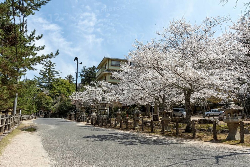 Toro, Japanese stone lanterns and blossoming church trees, Sakura, sight, tourist attraction, UNESCO World Heritage Site, Itsukushima Shrine, Miyajima Island, Hatsukaichi, Hiroshima Prefecture, Japan
