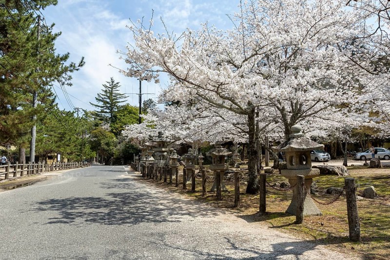 Toro, Japanese stone lanterns and blossoming church trees, Sakura, sight, tourist attraction, UNESCO World Heritage Site, Itsukushima Shrine, Miyajima Island, Hatsukaichi, Hiroshima Prefecture, Japan