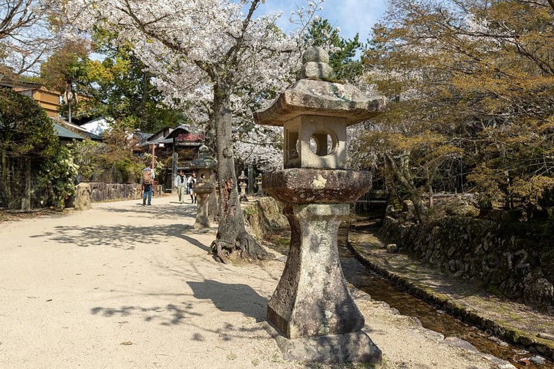 Toro, Japanese stone lanterns and blossoming church trees, Sakura, sight, tourist attraction, UNESCO World Heritage Site, Itsukushima Shrine, Miyajima Island, Hatsukaichi, Hiroshima Prefecture, Japan