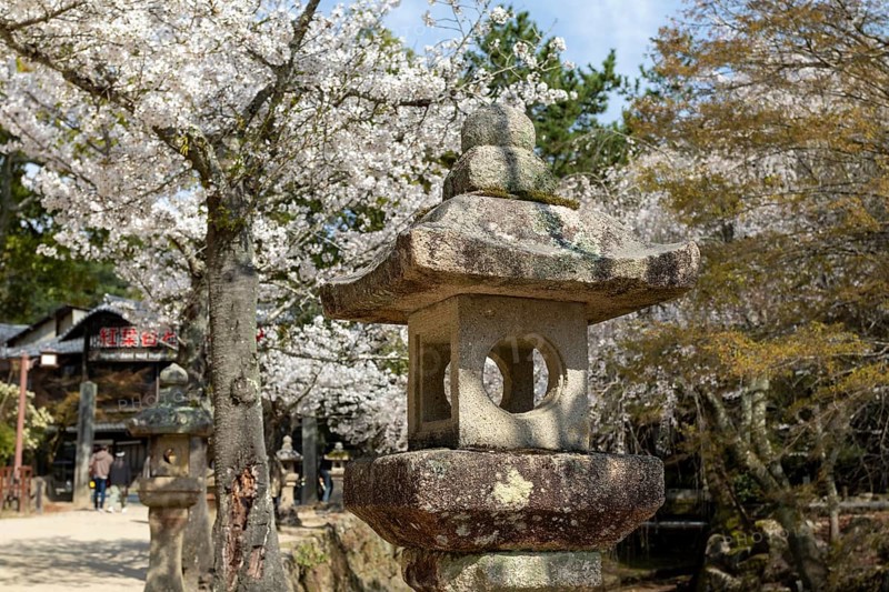 Toro, Japanese stone lanterns and blossoming church trees, Sakura, sight, tourist attraction, UNESCO World Heritage Site, Itsukushima Shrine, Miyajima Island, Hatsukaichi, Hiroshima Prefecture, Japan