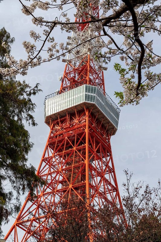 Sightseeing, tourist attraction, Tokyo Tower and first cherry blossoms on a tree, Sakura in Shiba Park, Shibakoen, public park in Minato City district, Tokyo, Japan