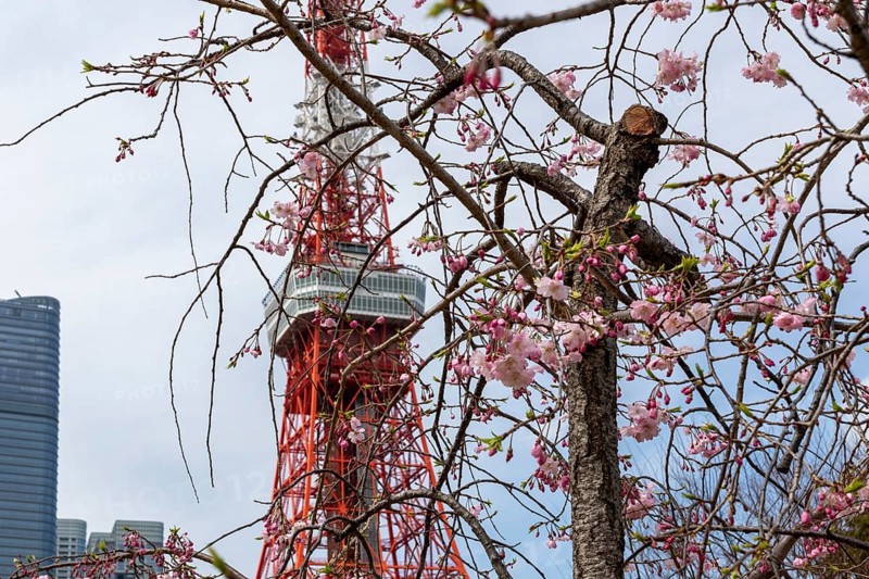 Sightseeing, tourist attraction, Tokyo Tower and first cherry blossoms on a tree, Sakura in Shiba Park, Shibakoen, public park in Minato City district, Tokyo, Japan