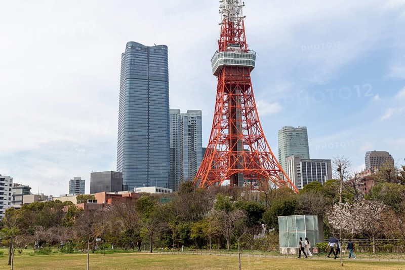 Sightseeing, tourist attraction, Tokyo Tower and first cherry blossoms on a tree, Sakura in Shiba Park, Shibakoen, public park in Minato City district, Tokyo, Japan