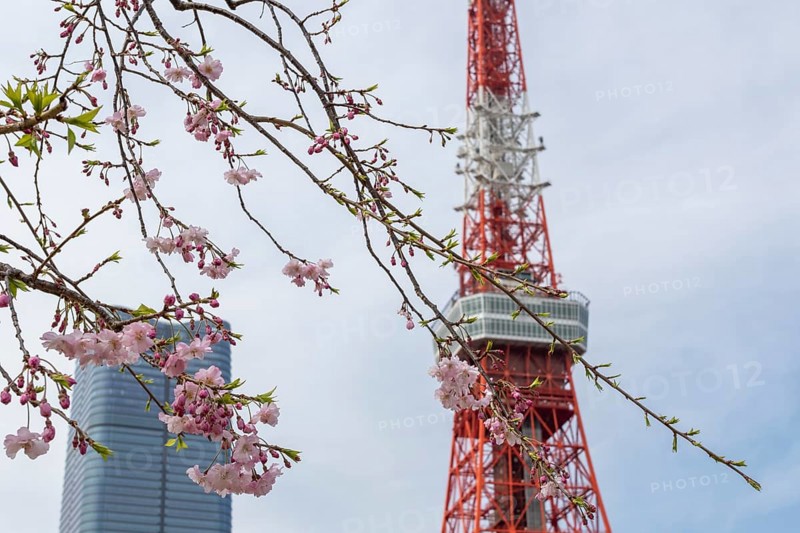 Sightseeing, tourist attraction, Tokyo Tower and first cherry blossoms on a tree, Sakura in Shiba Park, Shibakoen, public park in Minato City district, Tokyo, Japan