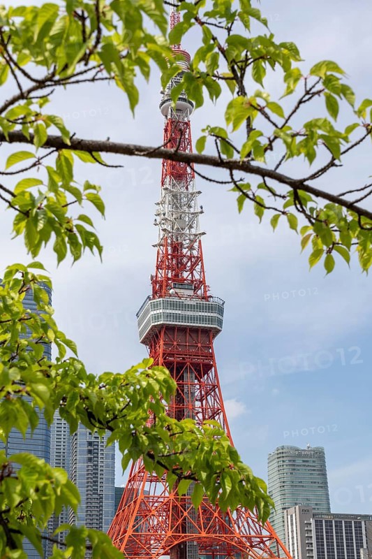 Landmark, tourist attraction, branches with green leaves and Tokyo Tower, Minato City, Tokyo, Japan