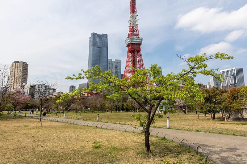 Landmark, tourist attraction, tree with green leaves in spring and Tokyo Tower, Shiba Park, Shibakoen, public park in Minato City district, Tokyo, Japan