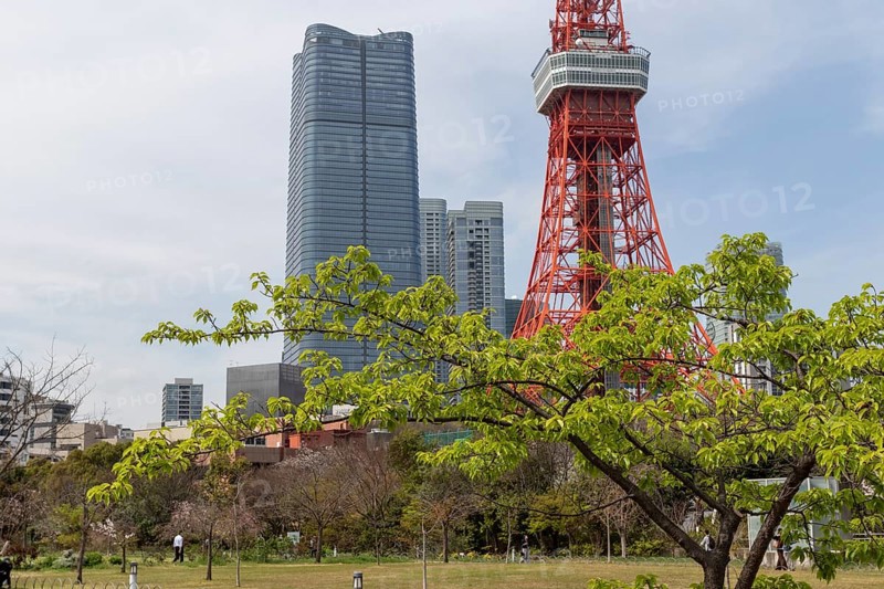 Landmark, tourist attraction, tree with green leaves in spring and Tokyo Tower, Shiba Park, Shibakoen, public park in Minato City district, Tokyo, Japan