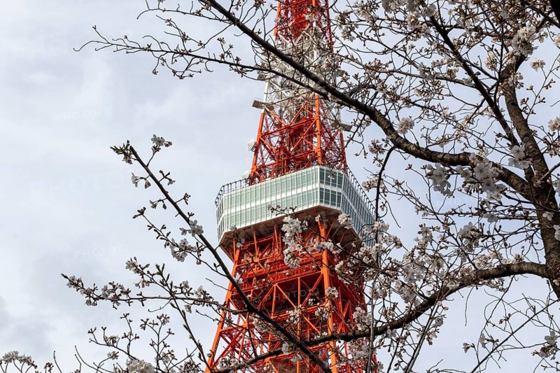 Sightseeing, tourist attraction, Tokyo Tower and first cherry blossoms on a tree, Sakura in Shiba Park, Shibakoen, public park in Minato City district, Tokyo, Japan