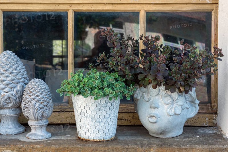 Sedum, thick-leaved plants (Crassulaceae), German trivial names are wall pepper and stonecrop in flower pots, Frauenzel, Allgäu, Bavaria, Germany