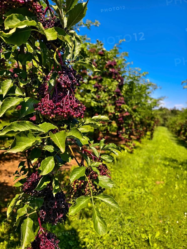 Lush elderberry bushes against a clear blue sky in a rural setting, Niederhollabrunn Weinviertel Austria