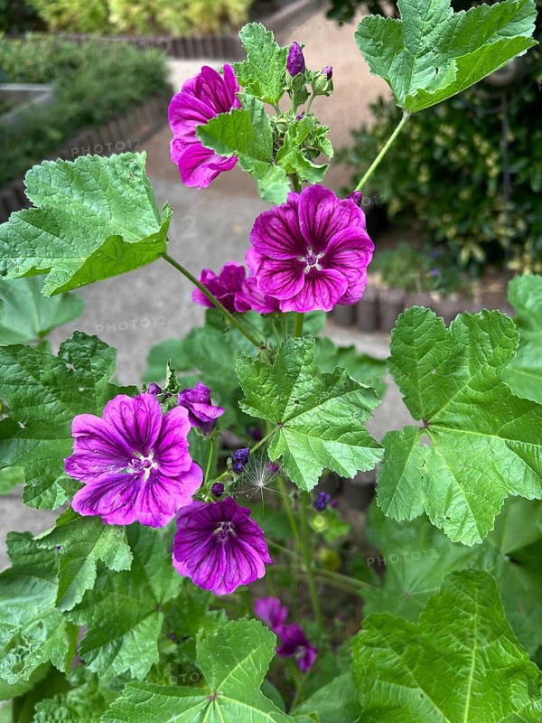 Mauritanian mallow, Malva sylvestris, plant, plants, perennial, perennials, natural medicine, dark purple, ornamental plant, ornamental plants, bee pasture, garden, nature, blossom, blossoms, healthy, health, flower, flowers, mallow, garden plant, alternative medicine, decoration