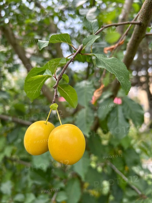 Mirabelle, mirabelle plum, mirabelle tree, plum variety, plant, plants, nature, food, fruit, nutrition