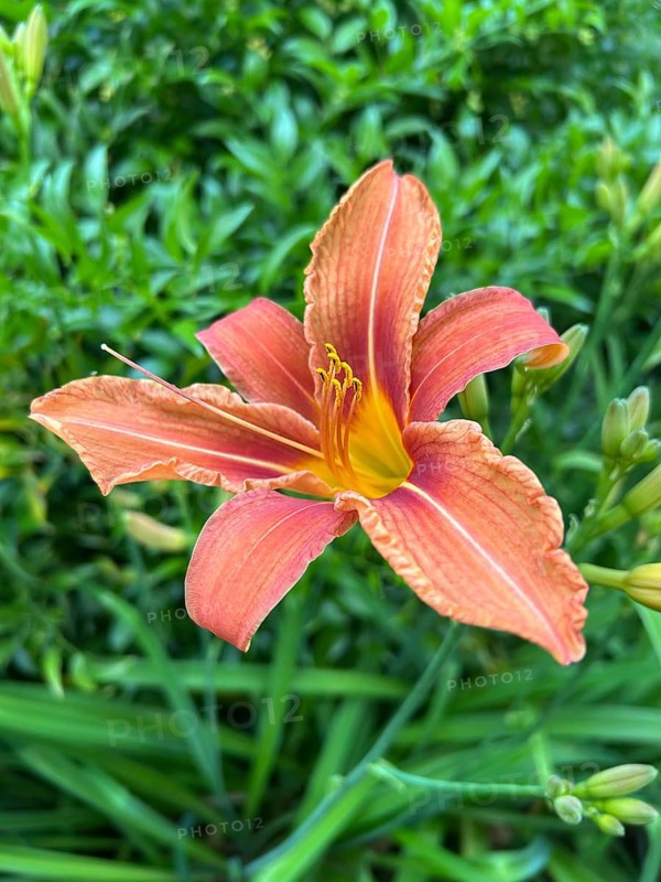 Daylily, hemerocallis, daylily, daylily family, plant, plants, flower, flowers, garden, garden plant, daylily blossom, nature, blossoms, blossoming, blossom, blossoms