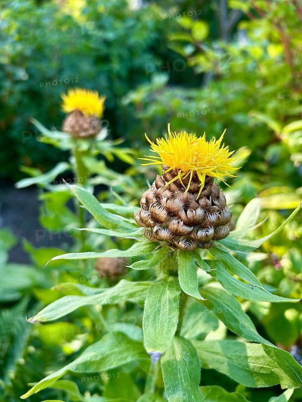 Giant knapweed, Centaurea macrocephala, perennial, yellow, bloom, blooms, blooming, garden, golden-yellow, large perennial, flower, flowers, plant, plants, nature, solitary plant, composite plant, garden plant, outdoor view