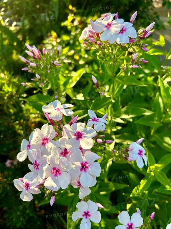 Phlox paniculata, Graf Zeppelin, pure white, blossom, blossoms, plant, plants, nature, fragrance, garden, flower, flowers, flame flower, insect willow, blooms