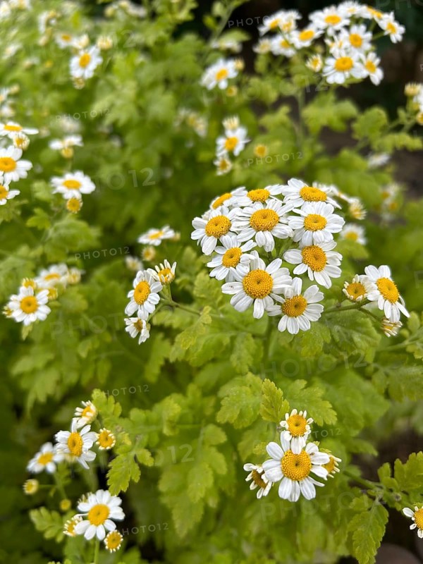 Feverfew, Tanacetum parthenium, plant, plants garden, nature, meadow flower, blooming, blossom, blossoms, composite flower, false camomile, medicinal plant, flower, flowers, exterior view