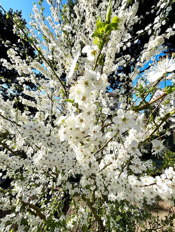 Mirabelle plum blossom, blossom, blossoming, blossoming, plant, umbel-like, spring, fruit, white, pure white, fragrance, mirabelle, mirabelle plum, mirabelle tree, tree, nutrition, food, plum variety, fruit, nature