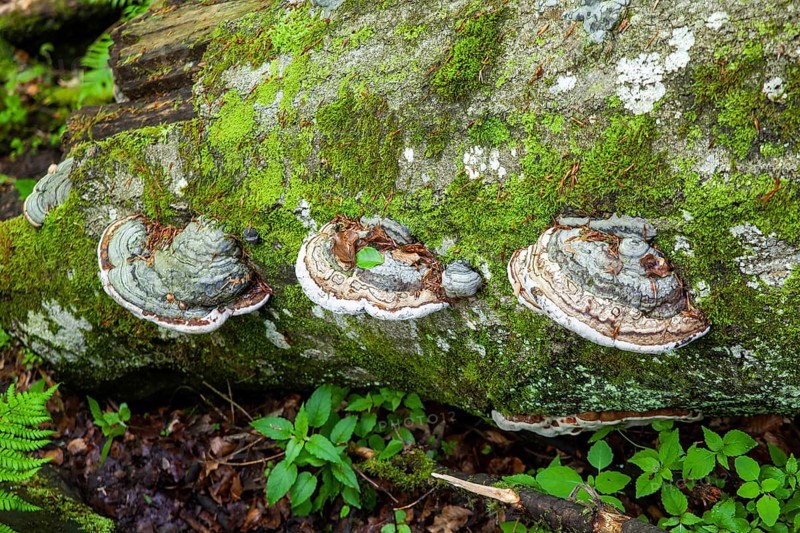 Tree trunk in the forest overgrown with moss and mushrooms, surrounded by green foliage, Stillensteinklamm Upper Austria Austria