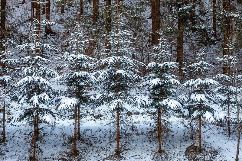 Snow-covered fir trees in a dense forest create a peaceful winter atmosphere, Kamptal Waldviertel Austria