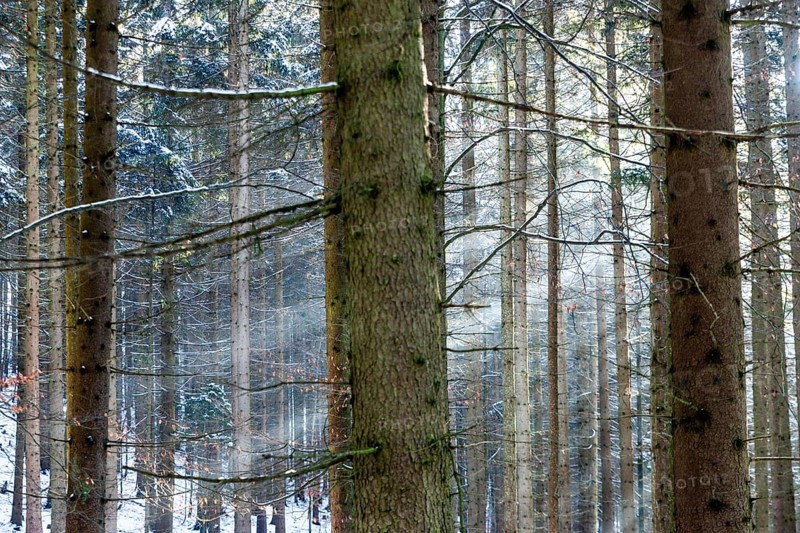 Snow-covered forest with sunbeams between the tree trunks, Kamptal Waldviertel Austria