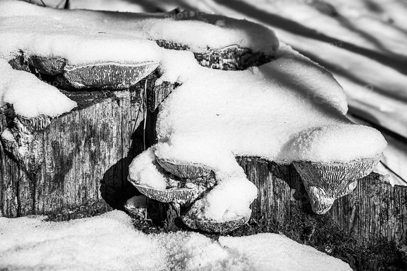 Tree stumps covered with snow, mushroom shapes and winter atmosphere, Kamptal Waldviertel Austria