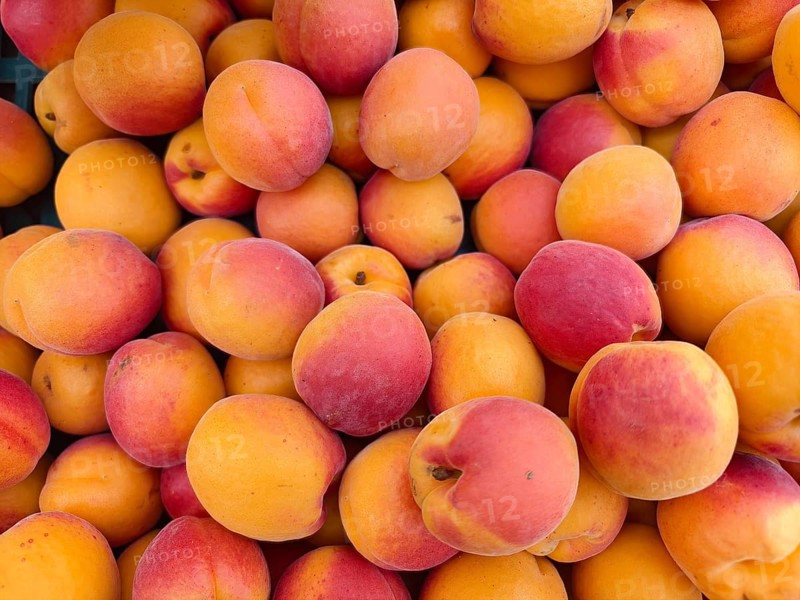 Lots of fresh, juicy apricots in bright colours close together, Lower Austria Austria