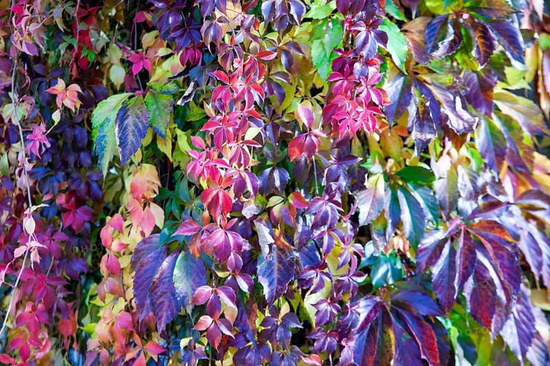Various colourful leaves hang close together, mainly in autumnal tones, Lower Austria Austria