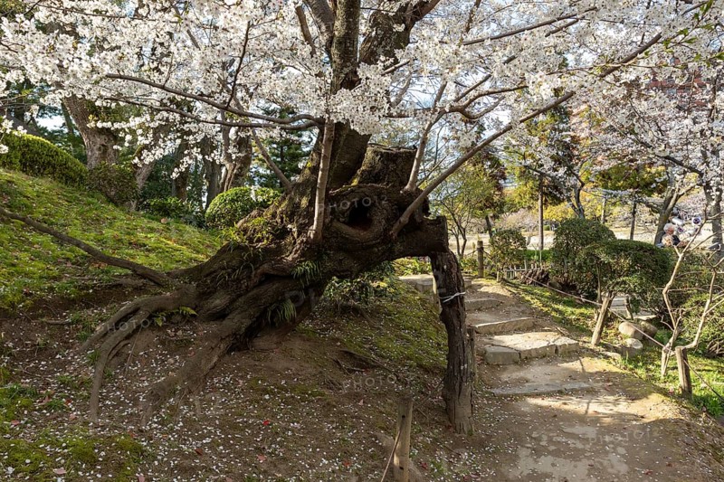 Shukkei-en with blossoming cherry trees along the path, sakura in spring, historical Japanese strolling garden, Japanese garden, green area, tourist attraction, sight, Naka-ku, Hiroshima, Japan