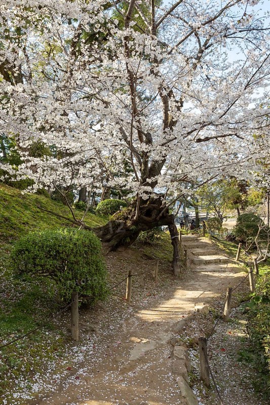 Shukkei-en with blossoming cherry trees along the path, sakura in spring, historical Japanese strolling garden, Japanese garden, green area, tourist attraction, sight, Naka-ku, Hiroshima, Japan