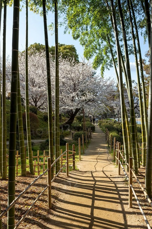 Shukkei-en with blossoming cherry trees, Sakura, and path through a bamboo grove in spring, historical Japanese strolling garden, Japanese garden, green area, tourist attraction, sight, Naka-ku, Hiroshima, Japan
