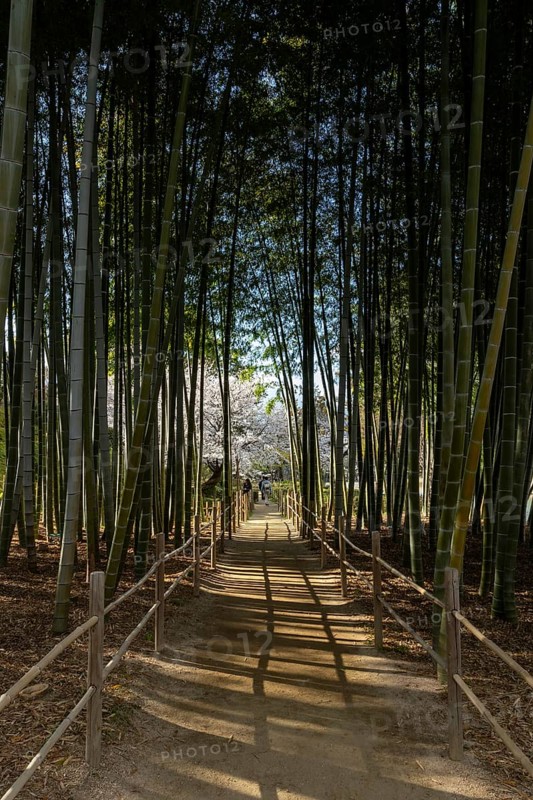 Shukkei-en with blossoming cherry trees, Sakura, and path through a bamboo grove in spring, historical Japanese strolling garden, Japanese garden, green area, tourist attraction, sight, Naka-ku, Hiroshima, Japan