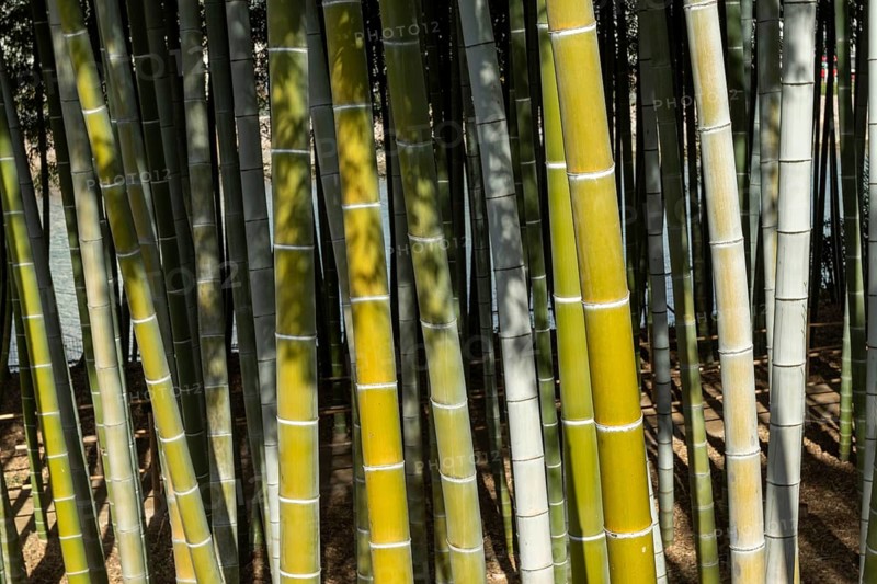 Shukkei-en, close-up, background image, bamboo grove in spring, historical Japanese garden, Japanese garden, green area, tourist attraction, sight, Naka-ku, Hiroshima, Japan