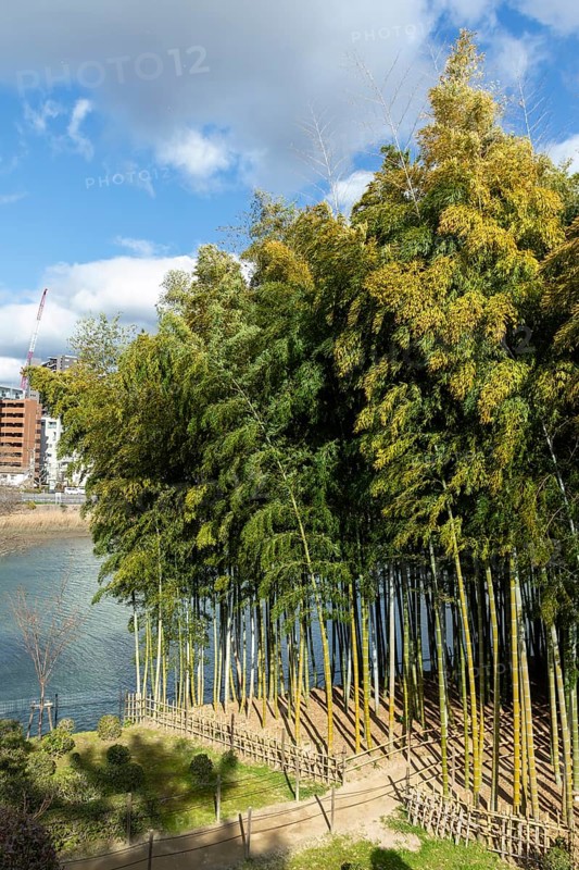 Shukkei-en with path through a bamboo grove in spring, historical Japanese strolling garden, Japanese garden, green area, tourist attraction, sight, Naka-ku, Hiroshima, Japan