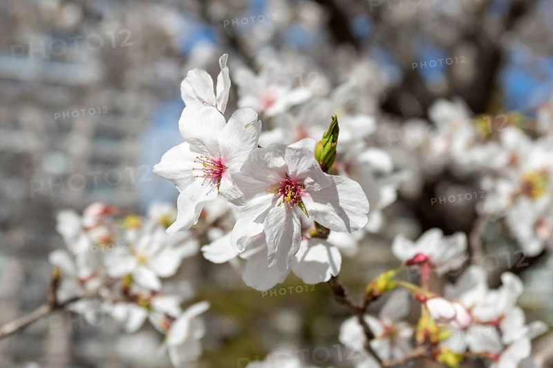 Close-up, blossoming cherry trees, sakura, spring in Shukkei-en, historical Japanese strolling garden, Japanese garden, green area, tourist attraction, sight, Naka-ku, Hiroshima, Japan