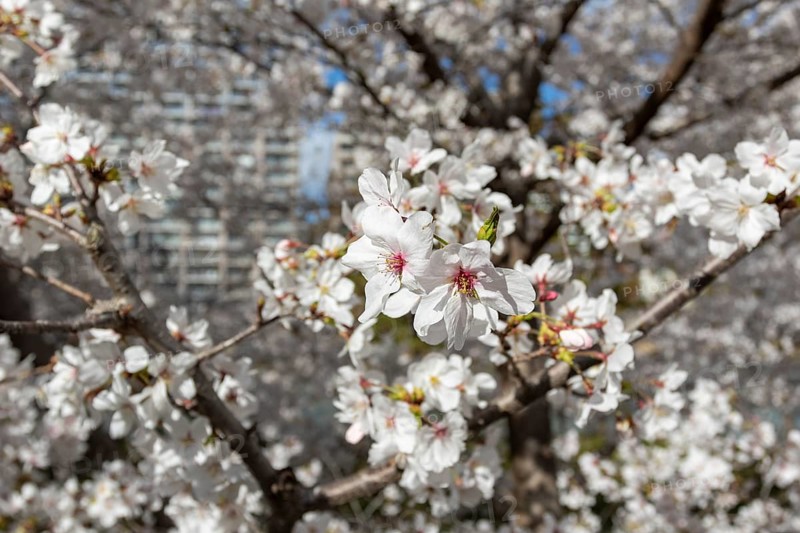 Close-up, blossoming cherry trees, sakura, spring in Shukkei-en, historical Japanese strolling garden, Japanese garden, green area, tourist attraction, sight, Naka-ku, Hiroshima, Japan