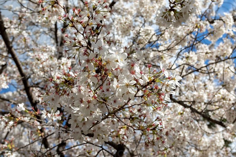 Blossoming cherry trees, sakura, spring in Shukkei-en, historical Japanese strolling garden, Japanese garden, green area, tourist attraction, sight, Naka-ku, Hiroshima, Japan