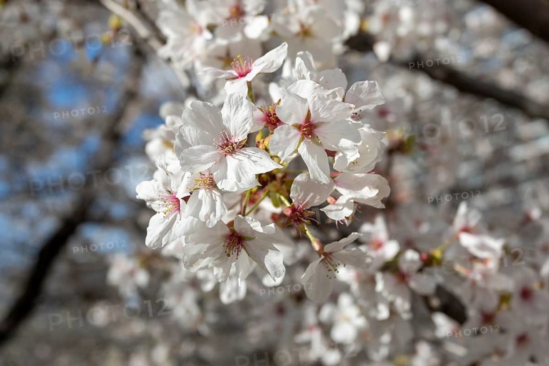 Close-up, blossoming cherry trees, sakura, spring in Shukkei-en, historical Japanese strolling garden, Japanese garden, green area, tourist attraction, sight, Naka-ku, Hiroshima, Japan