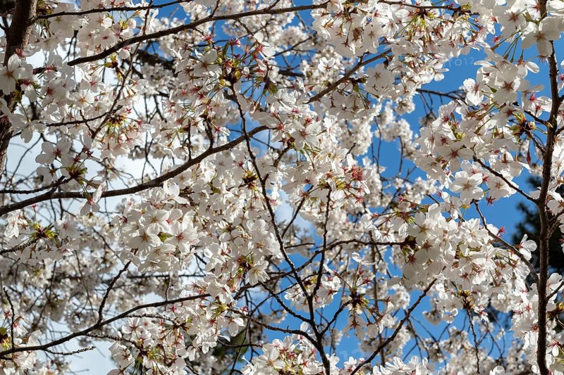 Blossoming cherry trees, sakura, spring in Shukkei-en, historical Japanese strolling garden, Japanese garden, green area, tourist attraction, sight, Naka-ku, Hiroshima, Japan
