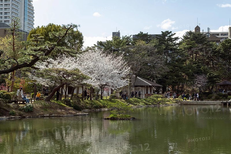 Shukkei-en with blossoming cherry trees, Sakura, Seifukan teahouse and Takuei-chi pond in spring, historical Japanese strolling garden, Japanese garden, green area, tourist attraction, sight, Naka-ku, Hiroshima, Japan