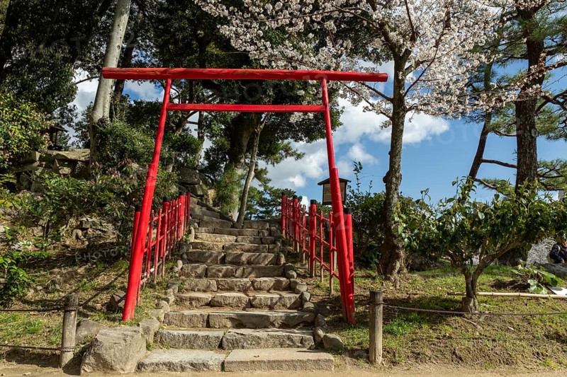 Torii at Mount Kifuku in Shukkei-en with blossoming cherry trees, sakura, and Takuei-chi pond in spring, historical Japanese strolling garden, Japanese garden, green area, tourist attraction, sight, Naka-ku, Hiroshima, Japan