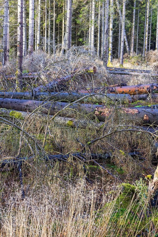 Fallen trees on a clear cut at the edge of the spruce forest