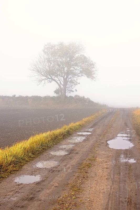 Dirt road with potholes on a foggy day in the countryside by a field with a single tree by a stone wall